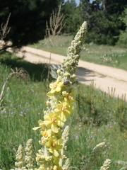 Verbascum bombyciferum