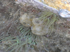 Phallusia mammillata