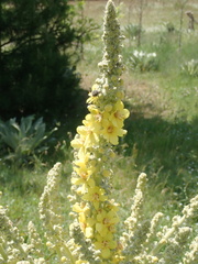 Verbascum bombyciferum
