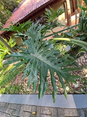 Thaumatophyllum bipinnatifidum