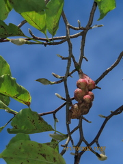 Magnolia × soulangeana
