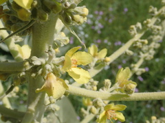 Verbascum bombyciferum