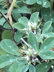 Trifolium scabrum