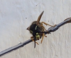 Dolichovespula