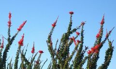 Fouquieria splendens splendens