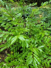 Castanea dentata