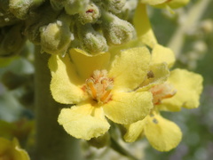 Verbascum bombyciferum
