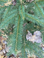 Picea glauca