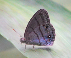 Magneuptychia
