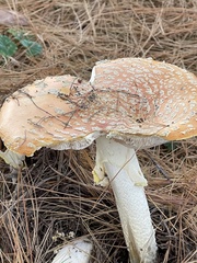 Amanita persicina