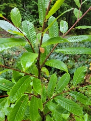 Castanea dentata