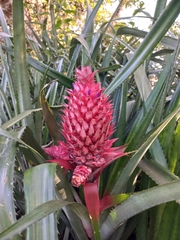 Ananas comosus bracteatus