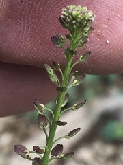 Lepidium africanum