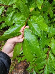 Castanea dentata