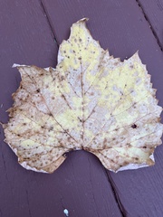 Platanus