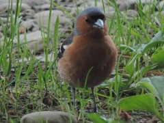 Fringilla coelebs gengleri