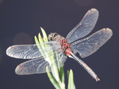 Leucorrhinia dubia