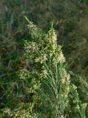 Passerina corymbosa