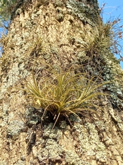Tillandsia tenuifolia