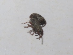 Trichosirocalus troglodytes