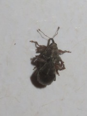 Trichosirocalus troglodytes