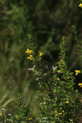 Genista