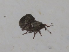 Trichosirocalus troglodytes