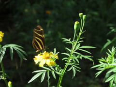 Heliconius charithonia vazquezae
