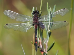 Leucorrhinia dubia