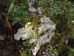 Lobarina scrobiculata