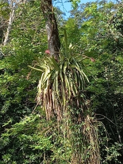 Aechmea distichantha