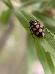 Eriopis serrai