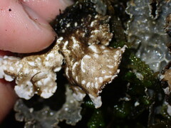 Lobarina scrobiculata