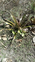 Ananas comosus comosus