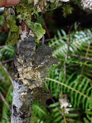 Lobaria hallii
