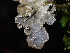 Lobarina scrobiculata