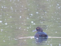 Aythya novaeseelandiae