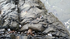 Echinolittorina peruviana
