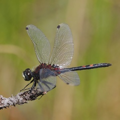 Leucorrhinia dubia
