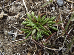 Eriachaenium magellanicum