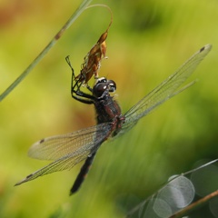 Leucorrhinia dubia