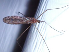 Limoniidae
