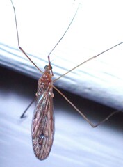 Limoniidae