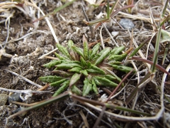 Eriachaenium magellanicum