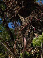 Lepismium cruciforme