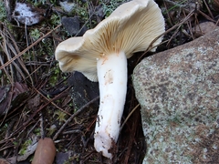 Lactarius azonites