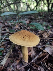 Gyroporus