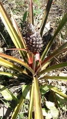 Ananas comosus comosus