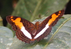 Adelpha capucinus capucinus