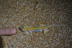 Pachydactylus rangei